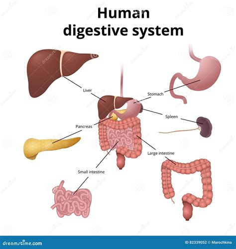 Gi Tract Organs Stock Vector Illustration Of Digestive 82339052