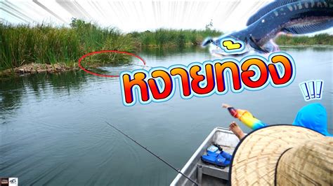 หัวข้อ ชะโดโหด Vs เปาโกรธ งัดหงายตกเรือ เด็กตกปลา Youtube