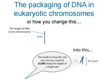 PPT – The packaging of DNA in eukaryotic chromosomes or how you change ...