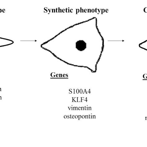 VSMCs Switch From Contractile To Calcified Phenotype VSMCs Exhibit A