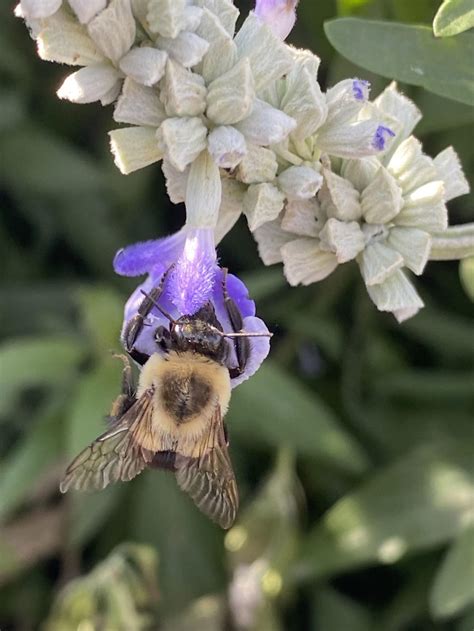 How To Bee Helpful To Pollinators Conservation Corps Minnesota Iowa