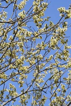 Types of Willow Bushes and Trees | Sciencing