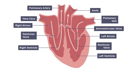 Igcse Biology 2017 2 65 Describe The Structure Of The Heart And How