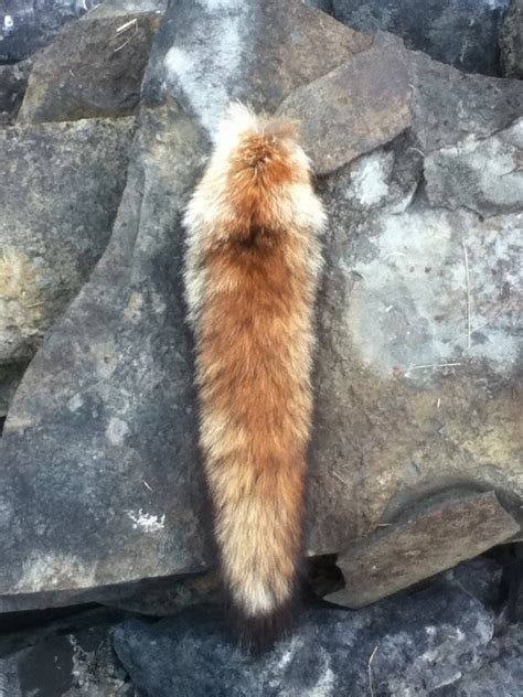 Red Fox Tail