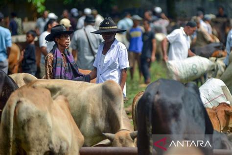 Mengenal Tradisi Marosok Dalam Transaksi Ternak Di Padang Pariaman