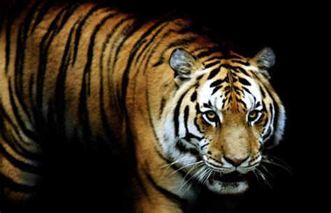 33 Fierce Tiger Pictures Collection Naldz Graphics