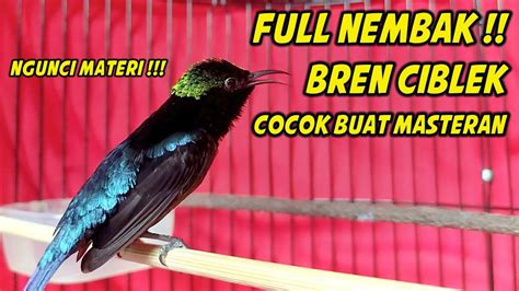 Konin Gacor Full Isian Tembakan Cigun Ngebren Cocok Buat Masteran