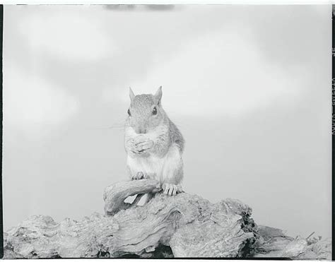 Squirrel Lifespan: How Long Do They Live? | Pestclue