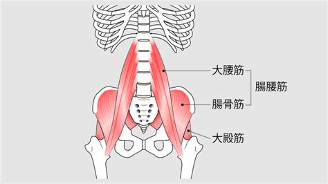 腸腰筋の基礎知識：パーソナルトレーナーによる解剖学、筋トレ、ストレッチ法の包括的な解説 大阪市阿倍野区のパーソナルトレーニング｜ 30年