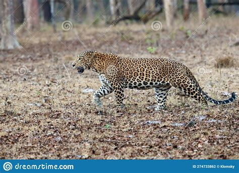 The Indian Leopard Panthera Pardus Fusca A Large Male Stock Photo