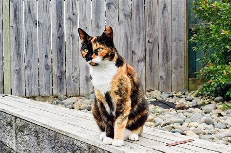 Premium Photo Closeup Of An Adorable Calico Cat Outdoors During Daylight