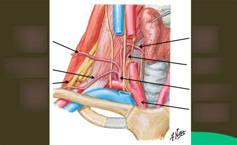 Thyrocervical Trunk Diagram | Quizlet