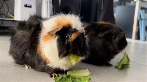 Spoiled Guinea Pigs Youtube