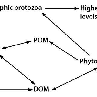 2: Simplified microbial loop diagram, showing movements of energy. DOM... | Download Scientific ...