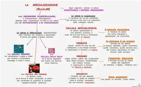 Paradiso Delle Mappe La Specializzazione Cellulare