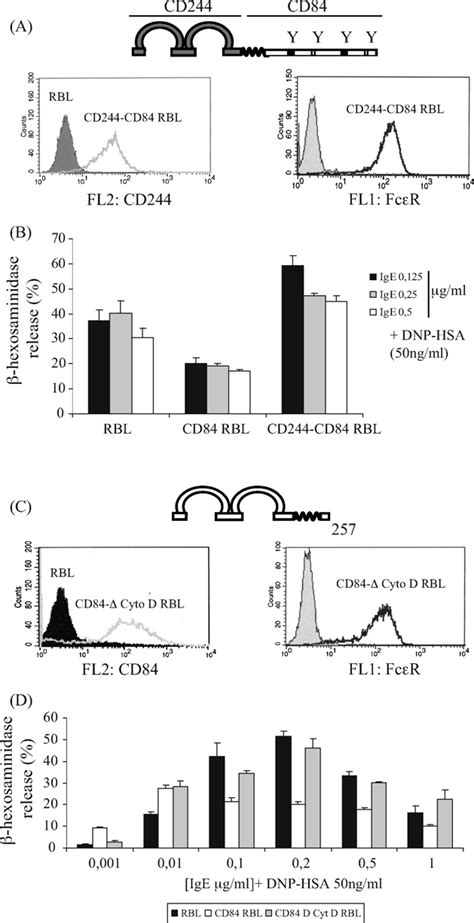 CD84 CD84 Homophilic Interaction Inhibits FcRI Mediated Degranulation