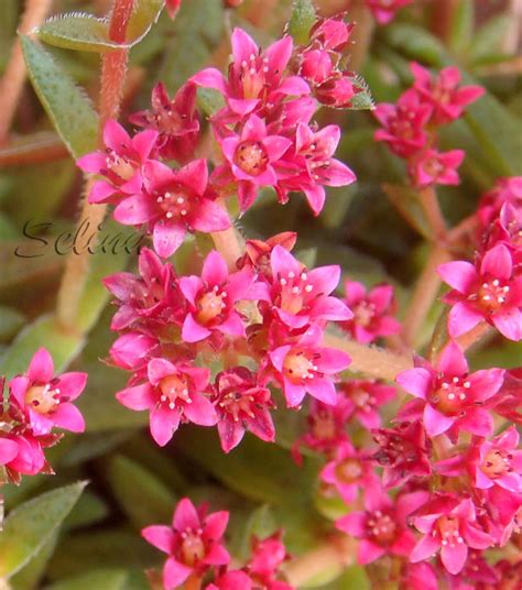 Selina: Crassula schmidtii