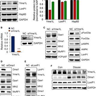 CCCP Treatment Induces Muscle Atrophy In C2C12 Myotubes A