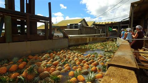 Pineapple Tour in Maui