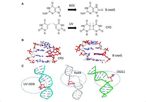 Ber And Ner Substrates Distort Duplex Dna Structure And Are Flipped