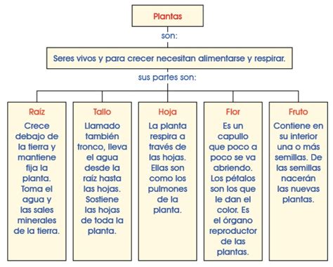 Etiqueta Documental Isla Stewart Mapa Conceptual De Las Plantas Para