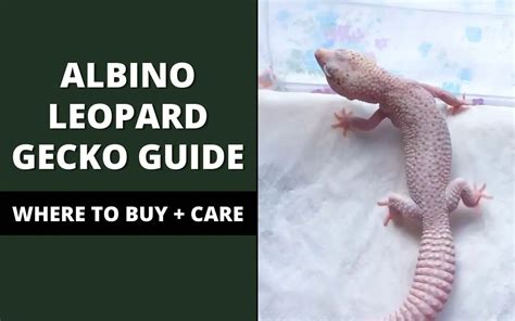 Albino Leopard Geckos: Price, Care, Types, and Tips! - Reptile Maniac