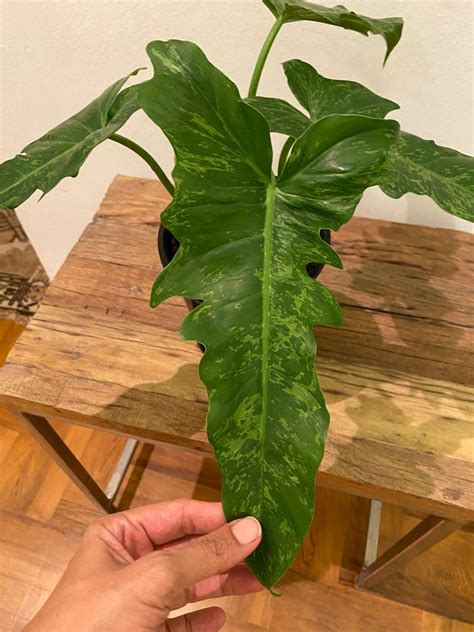 Philodendron Golden Dragon Lime Fiddle Pdg Furniture Home