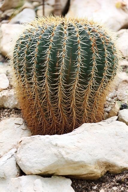 Botanical Botany Cacti - Free photo on Pixabay