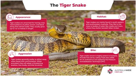 The Tiger Snake Snake Facts