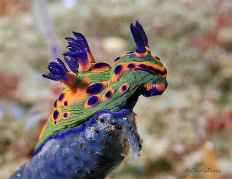 Donut Nembrotha Sea Slug Nembrotha Rosannulata Found At Barrens Hut