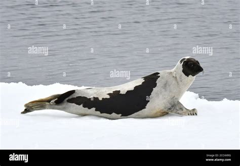 Male harp seal hi-res stock photography and images - Alamy