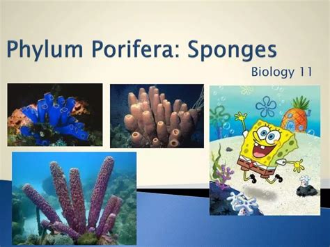 Ppt Phylum Porifera Sponges Powerpoint Presentation Free Download