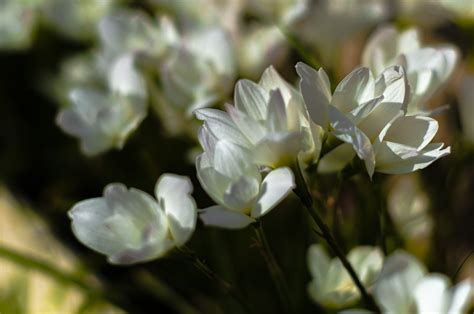 Flores Blancas Jardín Foto Gratis En Pixabay Pixabay