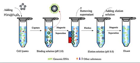 Figure 1 From Capillary Electrophoresis Based On Nucleic Acid Detection As Used In Food Analysis