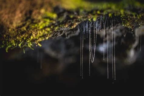 Te Anau: Glowworm Caves Guided Tour | GetYourGuide