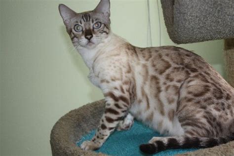 Snow Bengal kittens, Snow Bengal kittens for sale, Bengal cats for sale ...