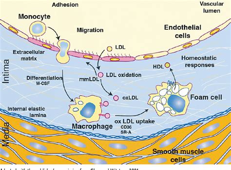 Figure 2 From Oxidized Ldl Lipids As A Risk Factor For Atherosclerosis