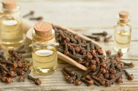 Clove Leaf Oil Regular At Rs Kg Herbal Extracts In Surat Id