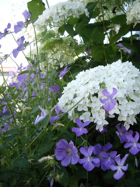 Marylebone Roof Terrace London Hydrangea Arborescens Annabelle