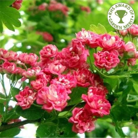 Mature Hawthorn Trees Large Crataegus Ornamental Trees Ltd