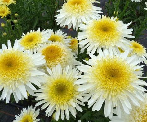 Best Shasta daisies: 10 varieties to add cheer to a yard | Homes and