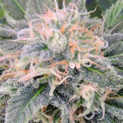 Best Black Ghost Og Feminised Cardiff Seed Bank