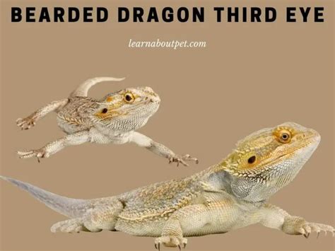 Bearded Dragon Third Eye : (7 Interesting Facts!) - 2022