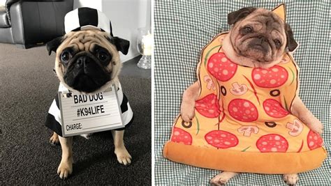 23 Pugs Trying Their Best To Get Into The Halloween Spirit