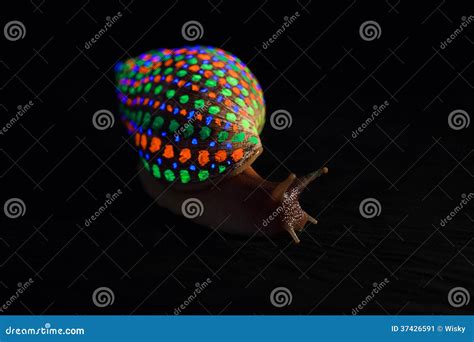 Snail With Glowing Colorful Speckled Shell Stock Image Image Of