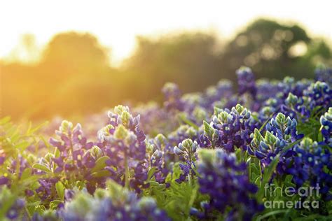 Texas State Flower Photograph By Peter Stawicki Fine Art America