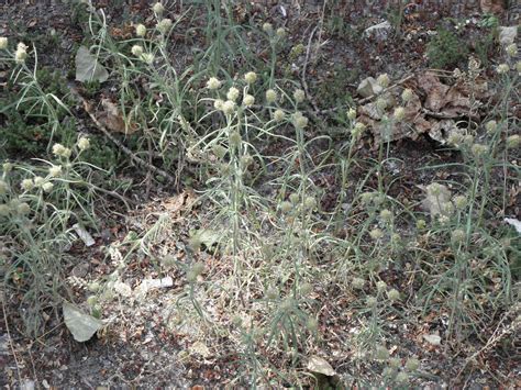 Plantago indica L. | Plants of the World Online | Kew Science