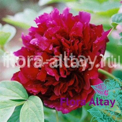 Пион Черная Гортензия | Flora Altay