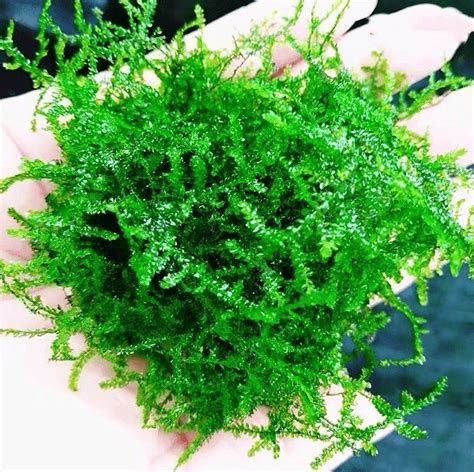 The difference between weeping moss and java moss - Aquatics World