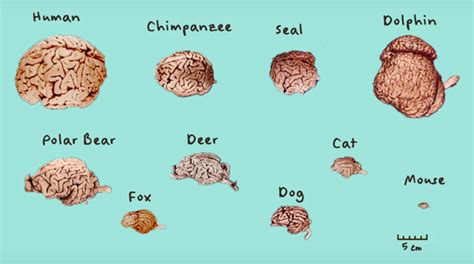 Dog Brain Compared To Human Brain